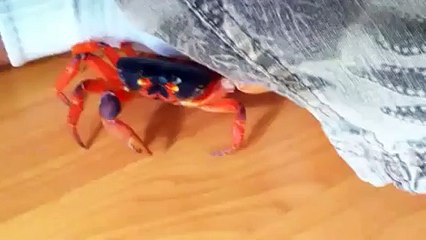 LiveLeak How to pick up a girl fast - Komik videolar - Funny videos