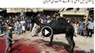 Citizen Sacrificed Black Camel on Eid-ul-Adha