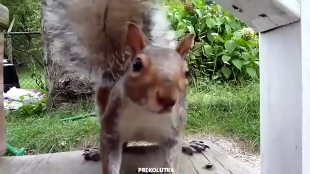 Белочка здесь.