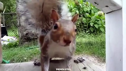 Белочка здесь.