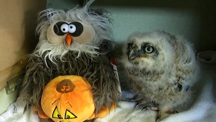 Un hibou danse en ryhtme avec son double en peluche pour Halloween
