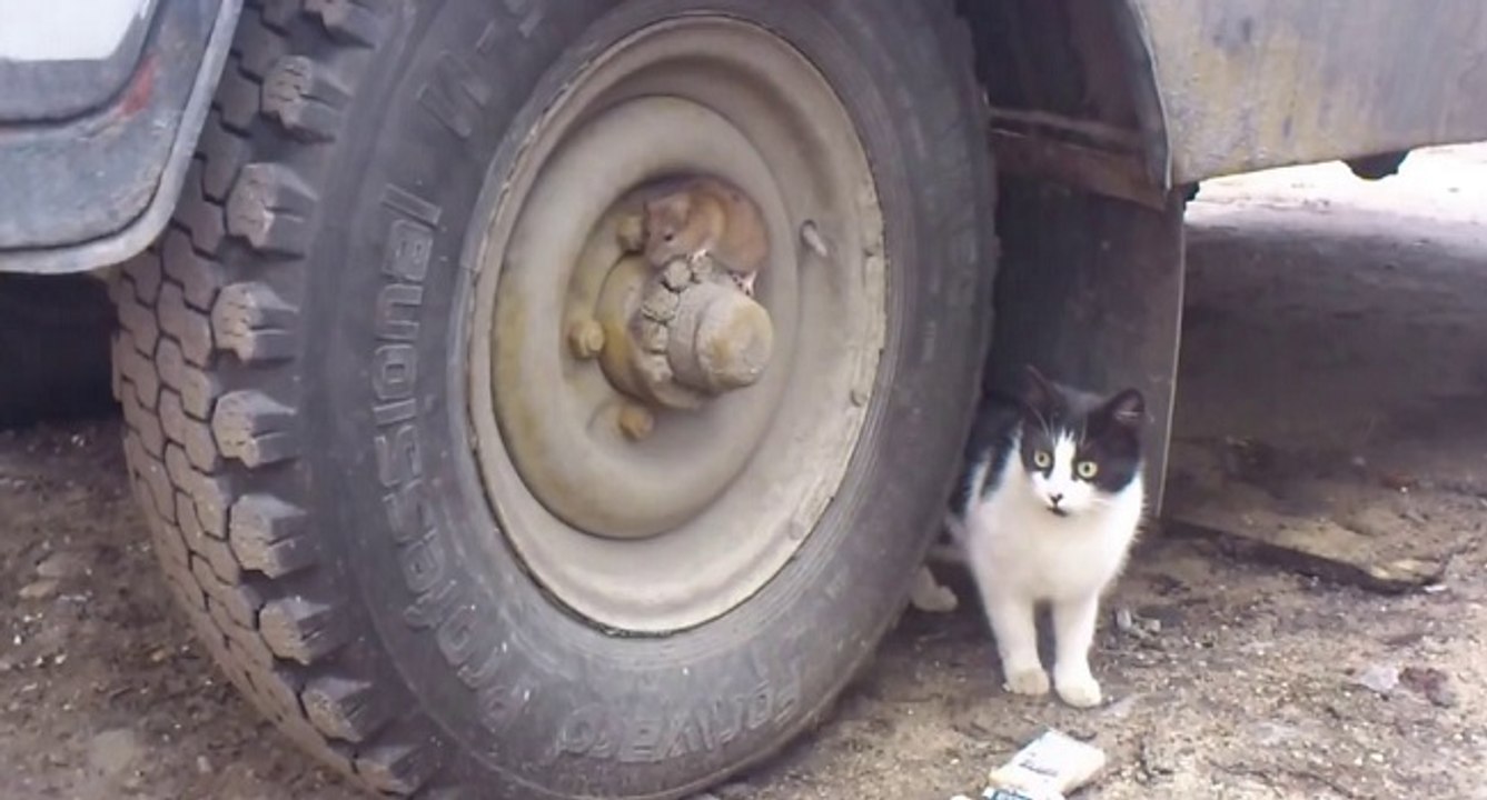 Tom et Jerry en vrai