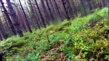 Un chien de chasse avec une GoPro attaqué par deux loups