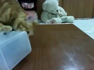 Вот это мозг у кота! Офигеть просто