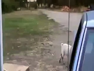 Дурак напугал козу прикол