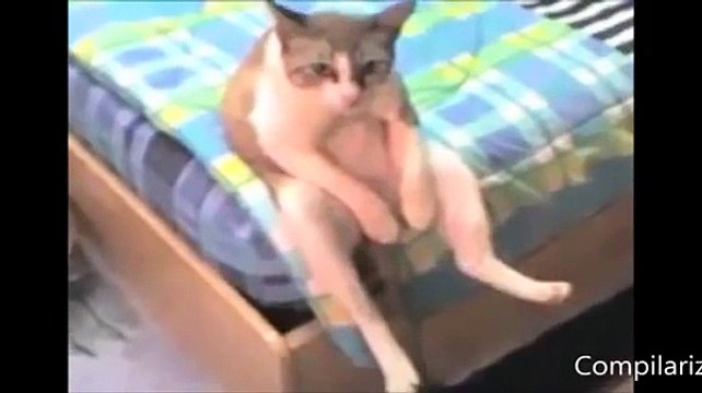 Прикольные животные, которые ведут себя как люди))