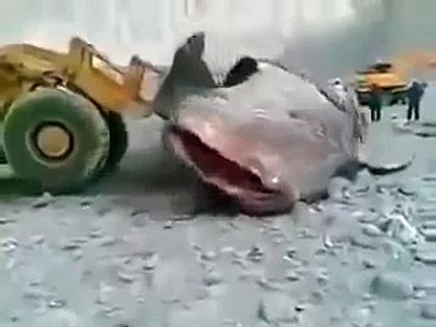 Самая большая рыба в мире