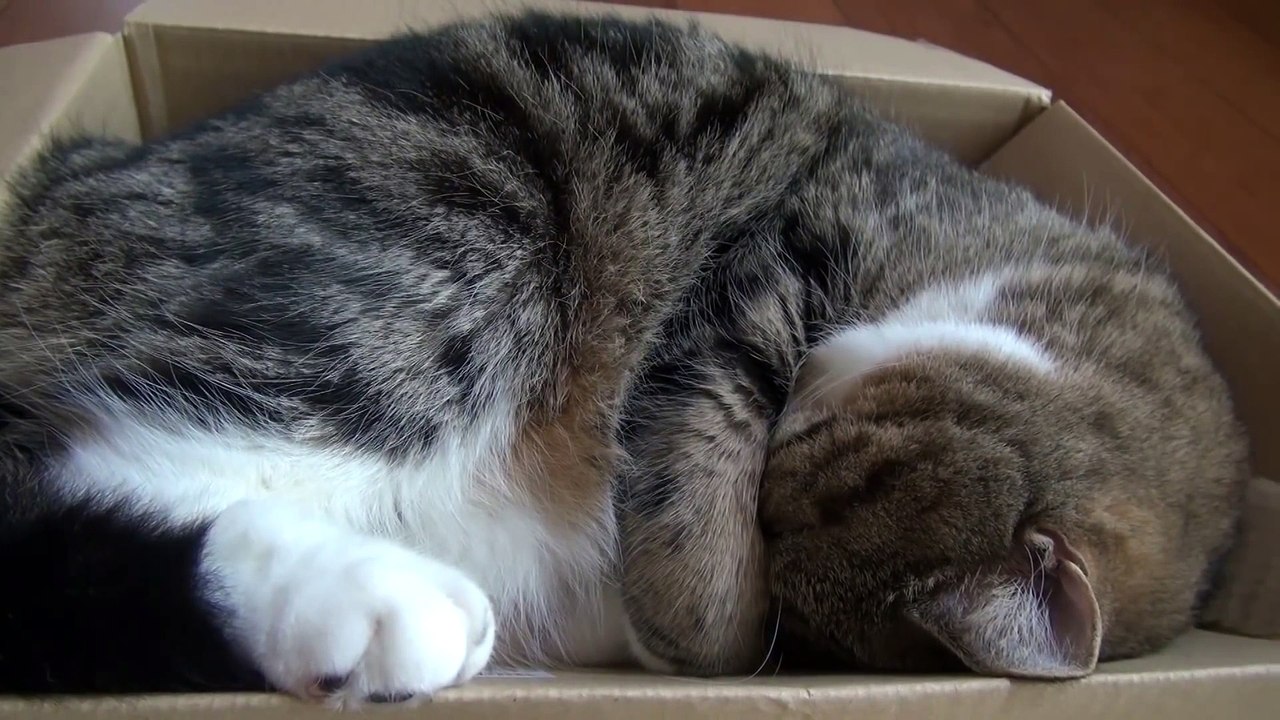 箱で寝るねこ。-Maru is sleeping in the box