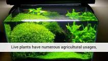Tropical Fish Plants - Info At - Aquarium Plants Uk .Co.Uk