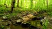 60 Minutes of Binaural Woodland Ambiance (Nature Sounds Series #6) Trickling Stream & Bird