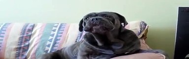 Cane Corso Growling with my two Boxers