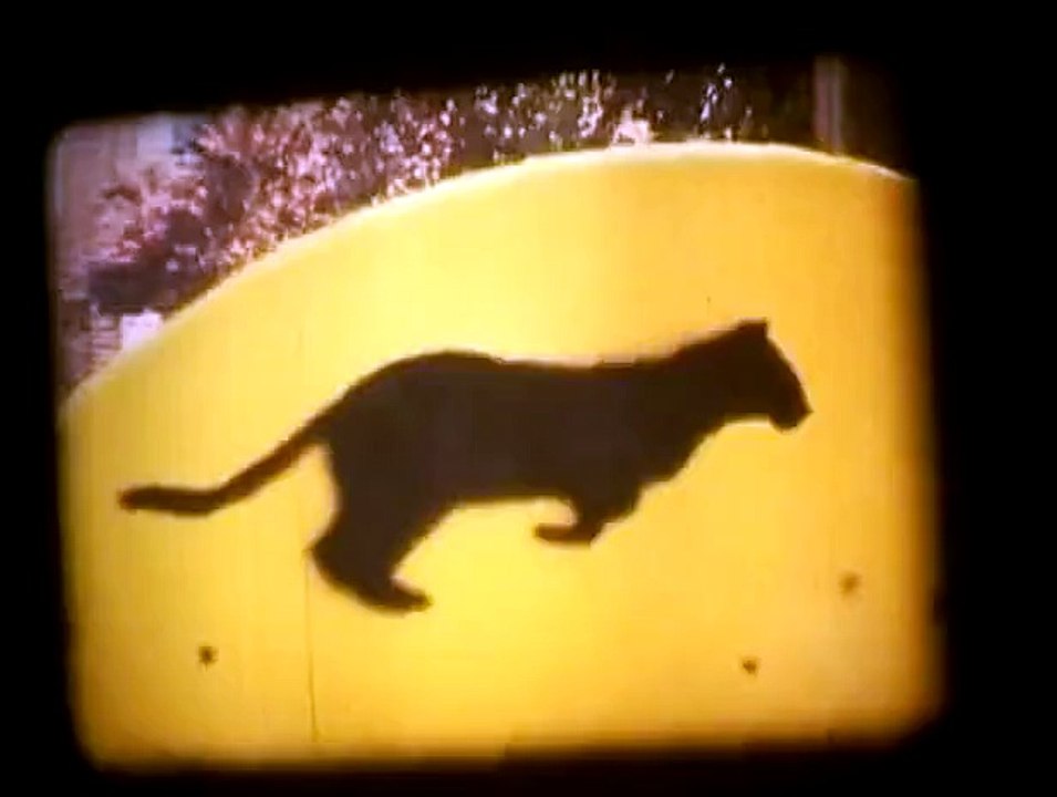 cats jump