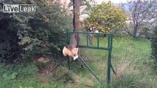 Pussy Cat Kills A Tiger
