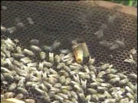 Ana Ari ve Ari Sutu Uretimi