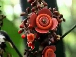 Plants having Eyes Mesmerize World's Scientists