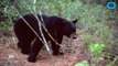 Florida Hunters Kill 300 Bears In 48 Hours