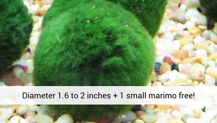 Live Plants Aquarium - Information - Aquariumplantsuk.Co.Uk
