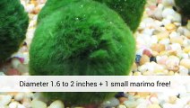 Marine Fish Tanks For Sale - Help - Aquarium Plants Uk .Co.Uk