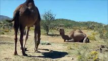 Slice of life camels. Funny camel