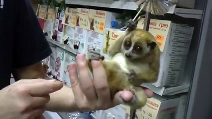 Lemur sleeps under an umbrella. Funny lemur in the palm of a person