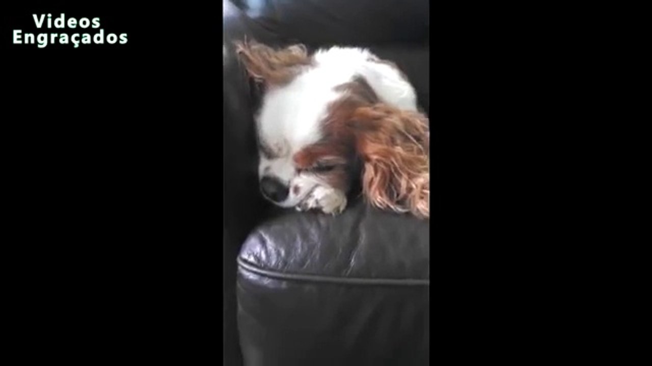 Lazy Dog does not want to get out of bed. Funny lazy dogs