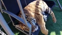 Close tiger tired. Tiger resting on a swing