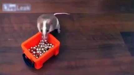 Rat decorates the Christmas tree. funny rat
