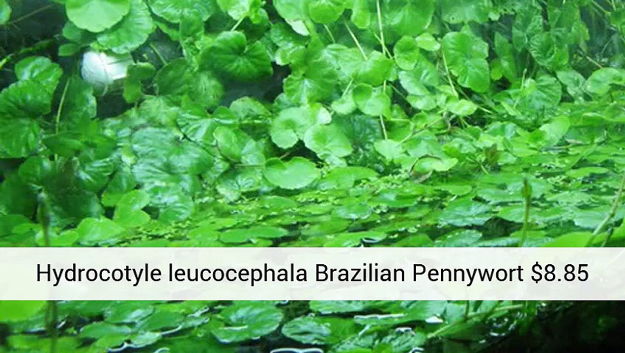 Plants For Tropical Fish Tank - Information - Aquarium Plants Uk .Co.Uk