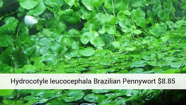 Plants For Tropical Fish Tank - Information - Aquarium Plants Uk .Co.Uk