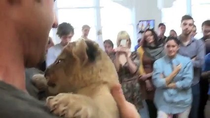 Jag älskar den lilla lejon unge. Rolig Lion kyssar och kramar ägare