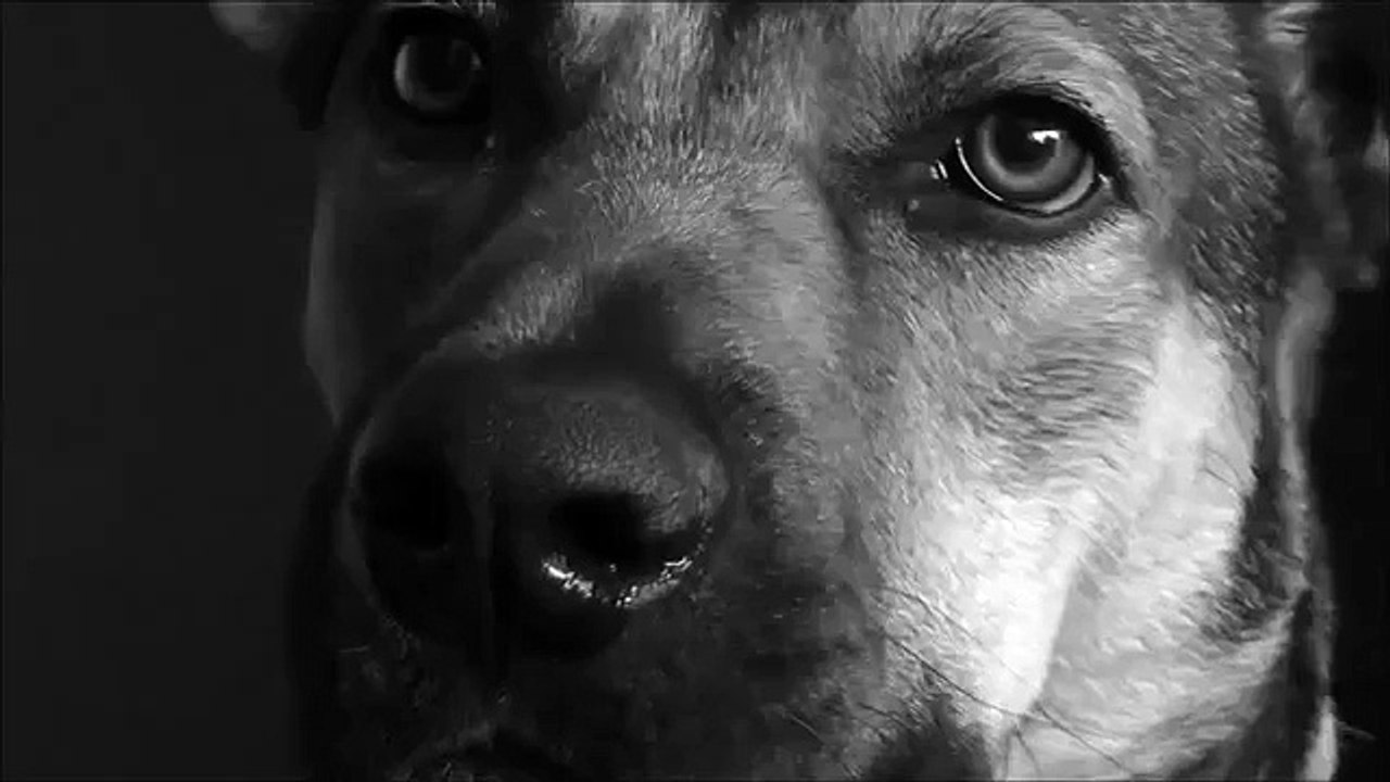 Kärlek hund. Rolig hund med kärlek i hennes ögon