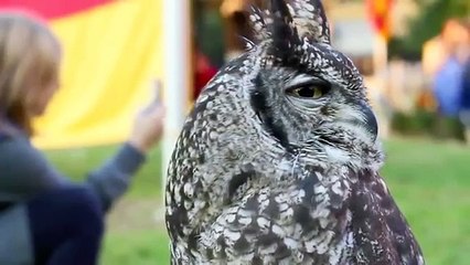 Little Owl älskar tillgivenhet. Rolig uggla klapp på huvudet