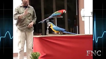 Pedal. Rolig papegoja på en cykel och inte bara