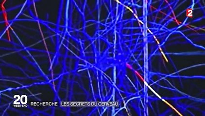 Que sait-on de notre cerveau ?