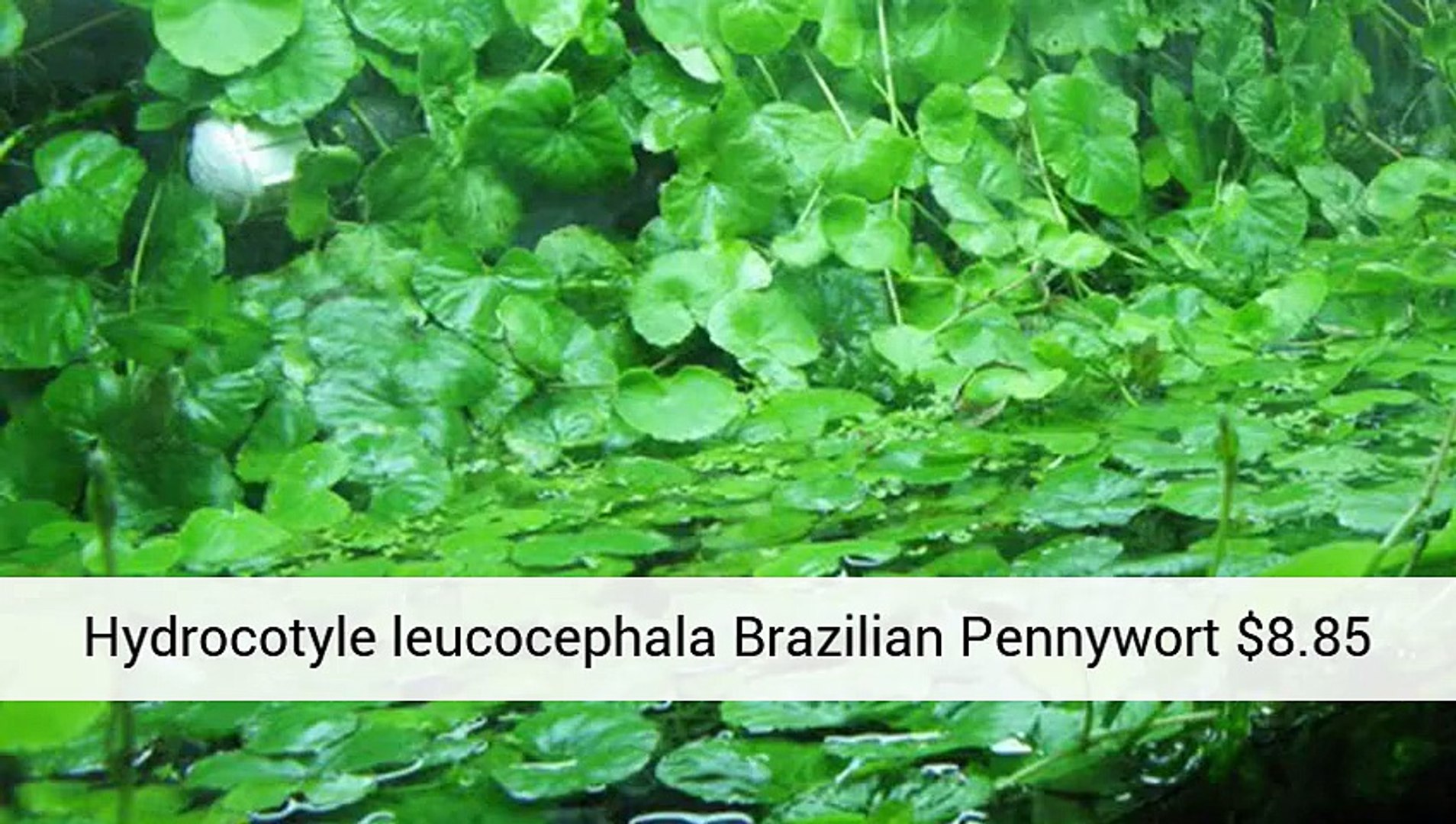 ⁣Aquatic Aquarium - Help - Aquarium Plants Uk .Co.Uk