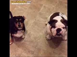 Hanginiz Osurdu Sorusuna Karşılık Suçunu İtiraf Eden Köpek