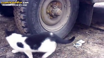 Kamuflaj Ustası Fare