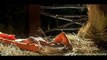 Dhak Dhak Karne Laga -Aneel Kapoor- madhuri- Beta 1080p HD Song (A-K hits)