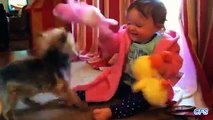 Vem vinner barn och hundar leker dragkamp