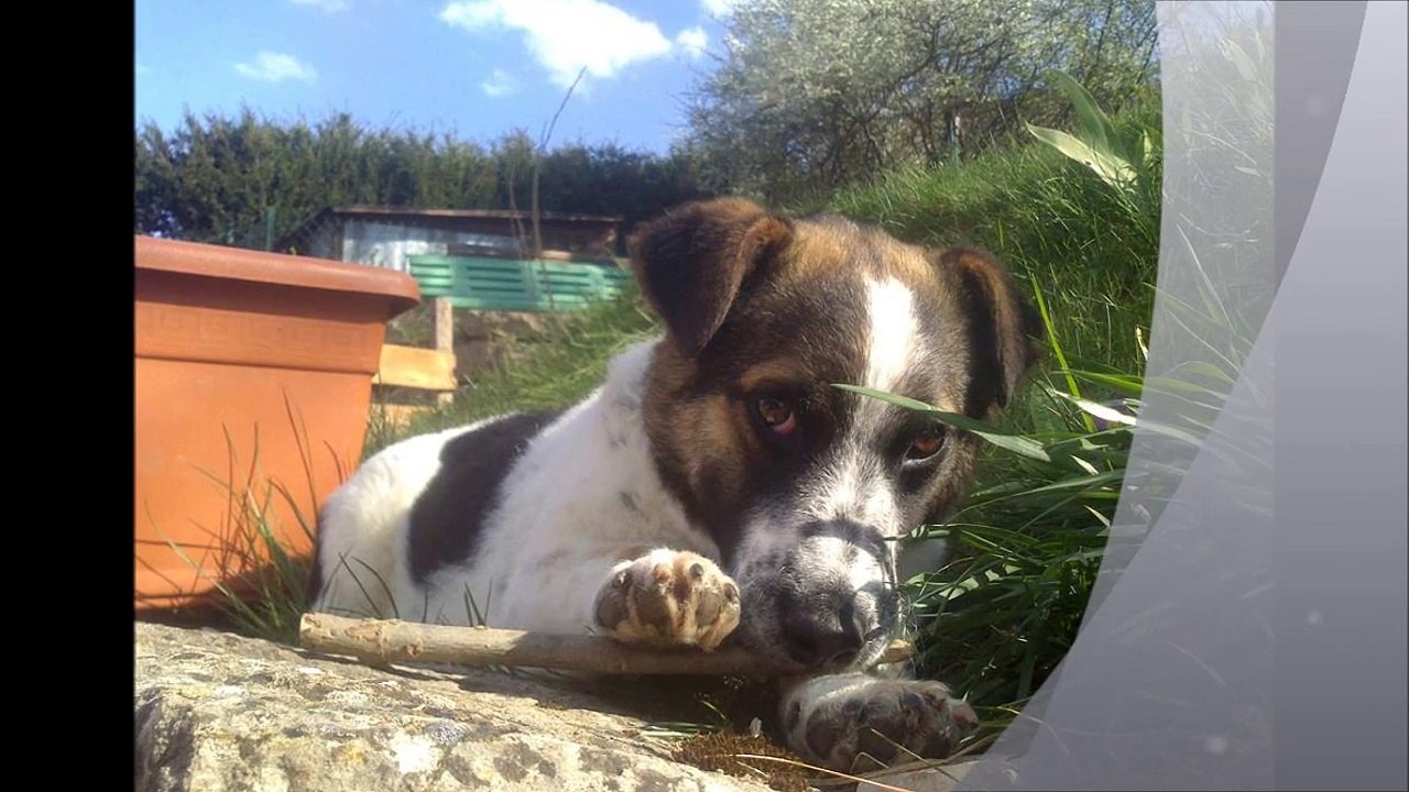 Paquito vous dit Merci