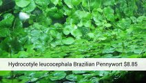 Tropical Plants For Aquarium - Help - Aquariumplantsuk.Co.Uk