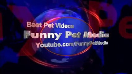 Hästar bland oss. Graceful hästar och människor