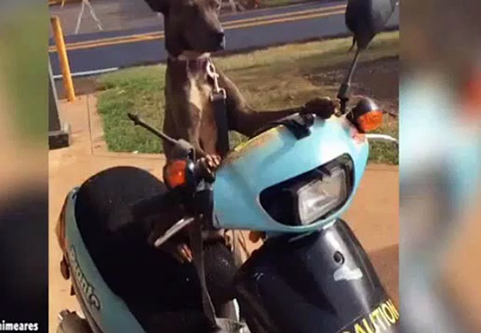 ⁣Dog on motorcycle. Police Dog