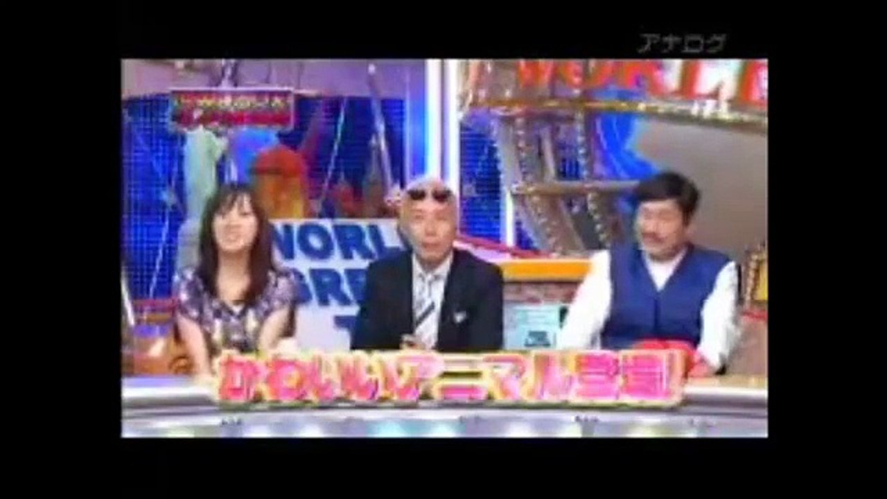 【ビートたけし　所ジョージ】　パンクブーブーデレデレwww　かわいい小動物とふれあい体験