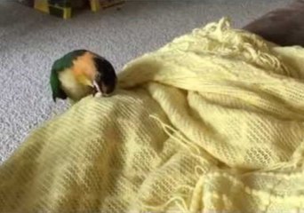 This Parrot Thinks He's a Dog