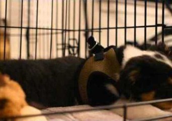 Puppy Hears a Guitar for the First Time