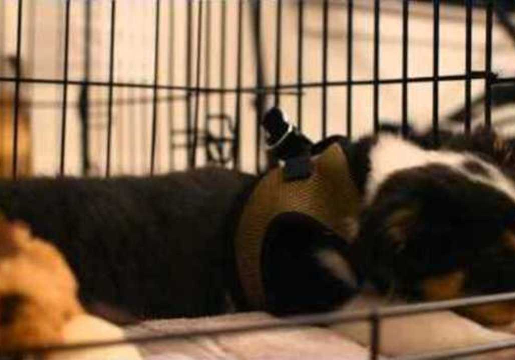 Puppy Hears a Guitar for the First Time