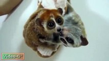 Crianças concurso lêmures. Dois Piadas lemur
