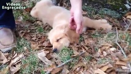 O cão preguiçoso não quer sair da cama. Cães preguiçosos engraçados