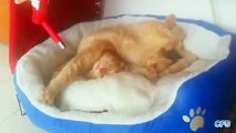 Cats dormir em posições desconfortáveis. Gatos que dormem em poses engraçadas